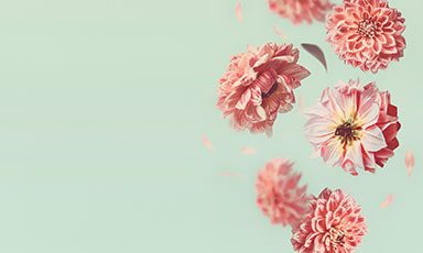 Delicate pink flowers floating against a soft pastel background.