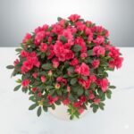 Azalea Flower Plant