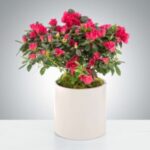 Vibrant pink flowers blooming in a white ceramic pot.