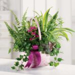 Elegant indoor plant arrangement in a white pot with a purple ribbon.