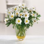 A vibrant bouquet of white daisies in a clear glass vase.
