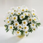 Daisy Daze flower Arrangement