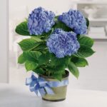 A potted plant with vibrant blue hydrangea flowers and green leaves.