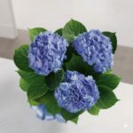 Heavenly Hydrangea Flower Plant