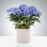 A vibrant blue hydrangea plant in a beige pot on a white surface.