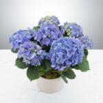 Hydrangea flower Plant