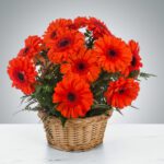Bright orange gerbera daisies arranged in a woven basket.