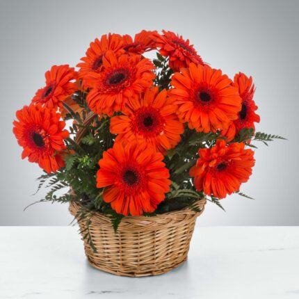 Bright orange gerbera daisies arranged in a woven basket.