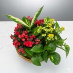 Mixed Plant flower Basket