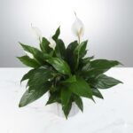 Modern Spathiphyllum Flower Plant