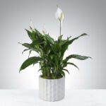 Peace lily plant in a textured white pot on a white surface.