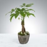 A small braided money tree plant in a rustic pot.