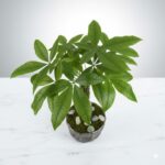 Money Tree Plant
