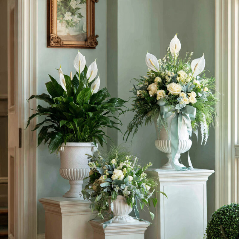 Peace lily plant in white pot from Reema Florist Nashville TN
