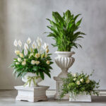Peace lily plant in white pot from Reema Florist Nashville TN