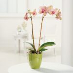 Elegant pink orchids in a green pot on a white table.