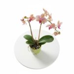 Phalaenopsis Orchid Flower Planet