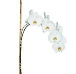 Potted white phalaenopsis orchid in ceramic pot Nashville delivery