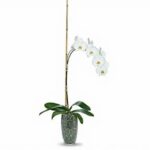Potted white phalaenopsis orchid in ceramic pot Nashville delivery