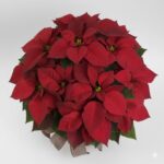 Red Poinsettia