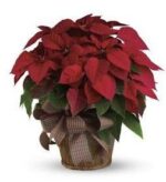 A vibrant poinsettia plant with red leaves in a decorative pot.