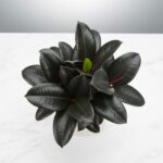 Rubber-Plant-