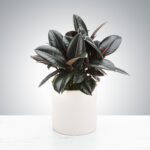 A dark-leaved plant in a simple white pot on a white surface.