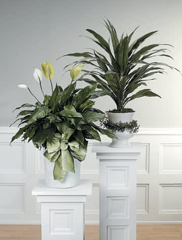 Two elegant potted plants on white pedestals against a minimalist background.