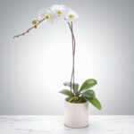 A white orchid plant in a beige pot on a marble surface.