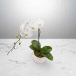 Single Stem Orchid Plant