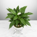 Spathiphyllum Plant