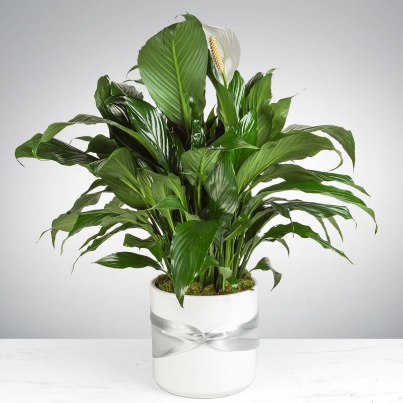 A lush green houseplant in a white pot with a marble pattern.
