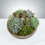 Succulent Bowl