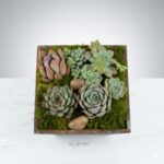 Succulent Box