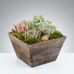 A rustic wooden planter filled with diverse succulent plants and moss.