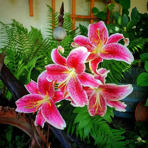 The Art of the Bloom: Discover the Stargazer Garden Arrangement