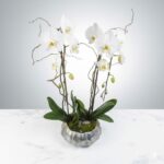 Two Stem Orchid Planter
