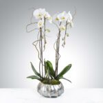 Elegant white orchids in a modern glass vase against a gray background.