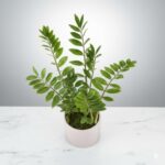 ZZ Plant