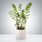 A lush green ZZ plant in a white pot on a marble surface.