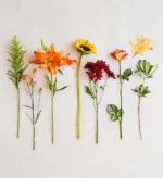 Six different flowers laid out in a row on a white background.