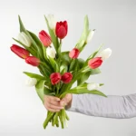 Candy Cane Tulips 15 tulips