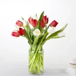 Candy Cane Tulips 15 tulips with vase