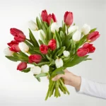 Candy Cane Tulips 30 tulips