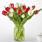 Candy Cane Tulips 30 tulips with vase