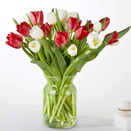 Candy Cane Tulips 30 tulips with vase