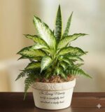 A memorial dish garden featuring a mix of green plants like Dieffenbachia, Snake Plant, and Ferns in a cream-colored ceramic pot with an inscription.