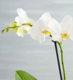 A close-up shot of a white Phalaenopsis orchid (Moth Orchid) with yellow centers, featuring blooming flowers, buds, and a green leaf against a soft, light-grey background.
