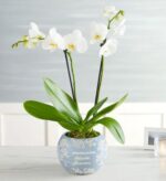 A white Phalaenopsis orchid plant with two stems of blooming flowers in a decorative light blue ceramic pot.