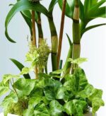 A close-up of a potted plant arrangement featuring tall, bamboo-like green canes of a Dendrobium orchid in the background and lush, variegated green and yellow English ivy leaves covering the base.